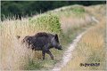 08_wild_boar