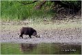 16_wild_boar