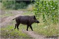 20_wild_boar