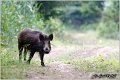 21_wild_boar