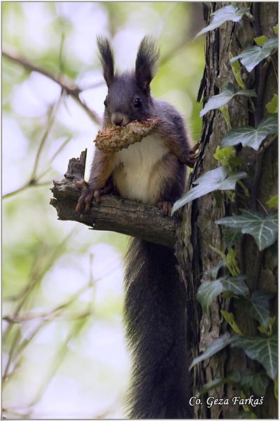 201_red_squirrel.jpg - Red Squirrel, Sciurus vulgaris, Veverica,  Mesto - Location: Fruka gora, Serbia