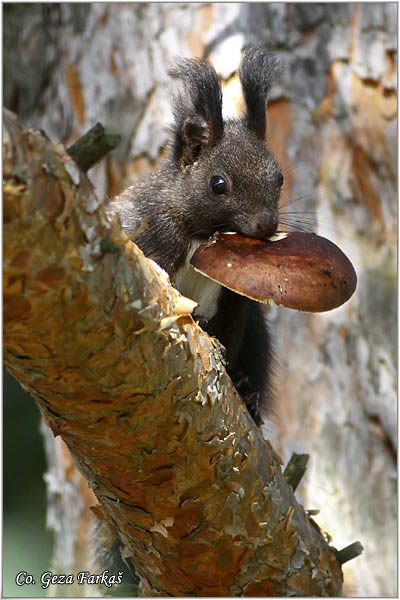 208_red_squirrel.jpg - Red Squirrel, Sciurus vulgaris, Veverica,  Mesto - Location: Kopaonik, Serbia