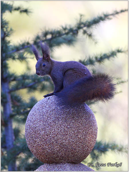 212_red_squirrel.jpg - Red Squirrel, Sciurus vulgaris, Veverica,  Mesto - Location: Novi Sad, Serbia