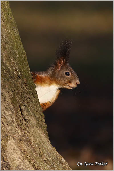 217_red_squirrel.jpg - Red Squirrel, Sciurus vulgaris, Veverica,  Mesto - Location: Novi Sad, Serbia