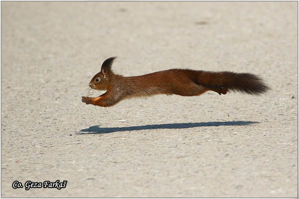 224_red_squirrel.jpg - Red Squirrel, Sciurus vulgaris, Veverica,  Mesto - Location: Novi Sad, Serbia