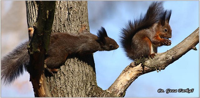226_red_squirrel.jpg - Red Squirrel, Sciurus vulgaris, Veverica,  Mesto - Location: Novi Sad, Serbia