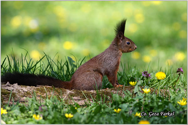 227_red_squirrel.jpg - Red Squirrel, Sciurus vulgaris, Veverica,  Mesto - Location: Novi Sad, Serbia