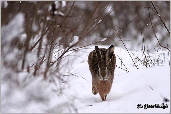 300_hare.jpg - Hare,  Lepus europaeus, Zec, Mesto - Location: Novi Sad , Serbia