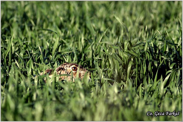 301_hare.jpg - Hare,  Lepus europaeus, Zec, Mesto - Location: Jegrièka, Serbia