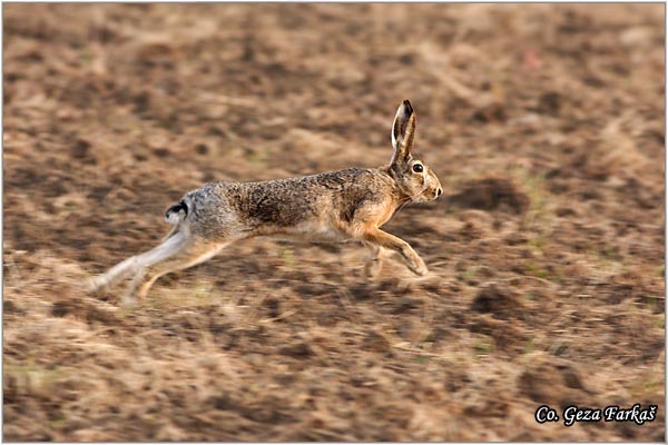 302_hare.jpg - Hare,  Lepus europaeus, Zec, Mesto - Location: Novi Sad, Serbia