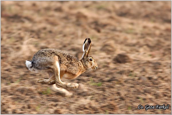 303_hare.jpg - Hare,  Lepus europaeus, Zec, Mesto - Location: Novi Sad, Serbia