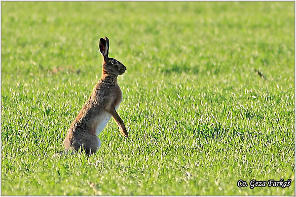 304_hare.jpg - Hare,  Lepus europaeus, Zec, Mesto - Location: Jegrièka, Serbia