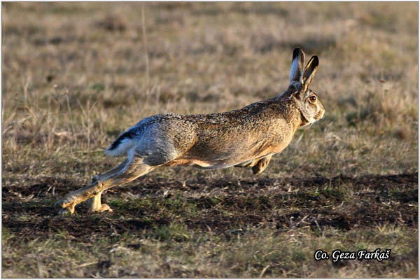 306_hare.jpg - Hare,  Lepus europaeus, Zec, Mesto - Location: Jegrièka, Serbia