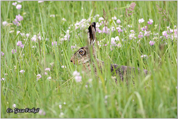 307_hare.jpg - Hare,  Lepus europaeus, Zec, Mesto - Location: Jegrièka, Serbia