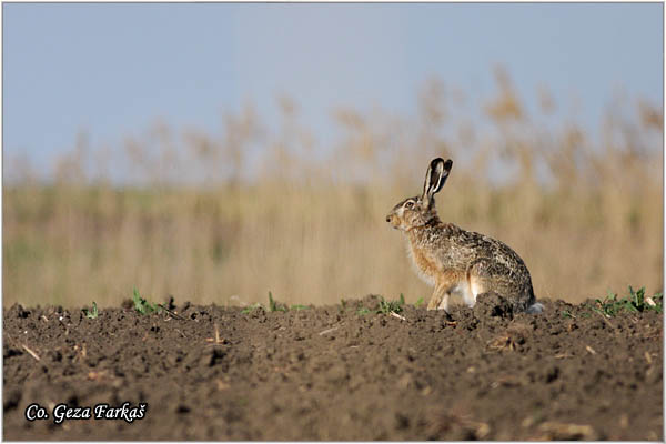 308_hare.jpg - Hare,  Lepus europaeus, Zec, Mesto - Location: Jegrièka, Serbia