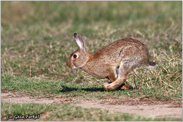 342_rabbit.jpg - Rabbit , Oryctolagus cuniculus, Kunic Location: Skhiatos, Greece