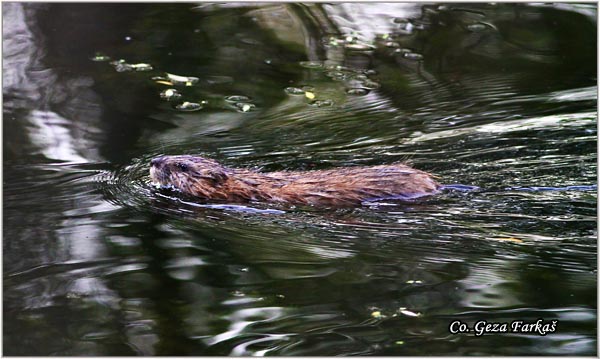 357_muskrat.jpg - Muskrat, Ondatra zibethicus, Bizamski pacov, Mesto - Location: Novi Sad, Serbia