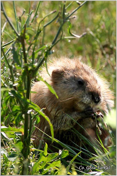 358_muskrat.jpg - Muskrat, Ondatra zibethicus, Bizamski pacov, Mesto - Location: Beèej ribnjak, Serbia