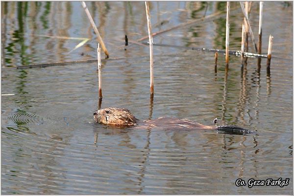 359_muskrat.jpg - Muskrat, Ondatra zibethicus, Bizamski pacov, Mesto - Location: Beèej ribnjak, Serbia