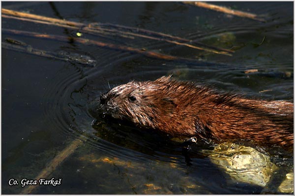 360_muskrat.jpg - Muskrat, Ondatra zibethicus, Bizamski pacov, Mesto - Location: Beèej ribnjak, Serbia