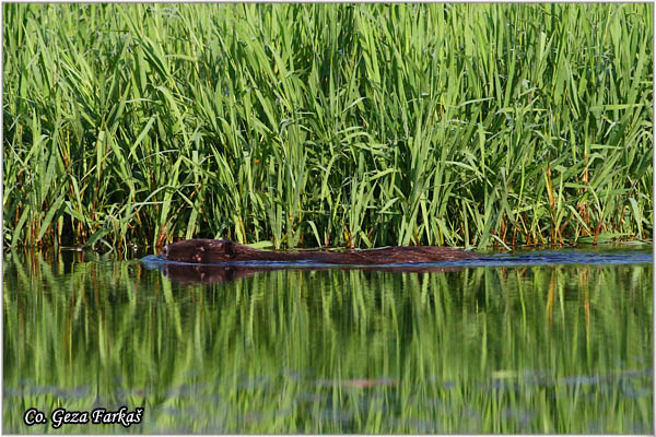 380_river_rat.jpg - River Rat, Myocastor coypus, Nutrija, Location: Dubovac, ada Å½ilava, Serbia