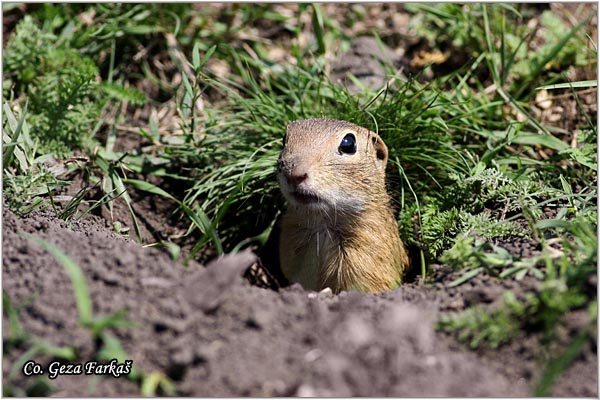 401_souslik.jpg - Souslik, Spermophilus citellus, Tekunica,  Mesto - Location: Titelski breg, Serbia