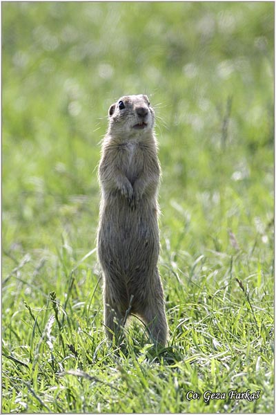 402_souslik.jpg - Souslik, Spermophilus citellus, Tekunica,  Mesto - Location: Elemir, Serbia