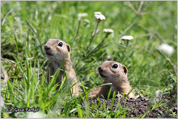 405_souslik.jpg - Souslik, Spermophilus citellus, Tekunica,  Mesto - Location: Titelski breg, Serbia