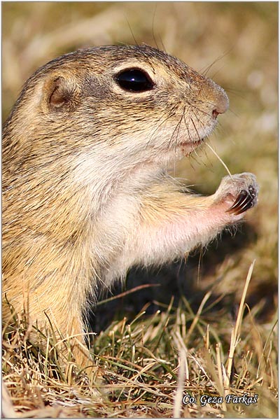 406_souslik.jpg - Souslik, Spermophilus citellus, Tekunica,  Mesto - Location: Rusanda, Serbia