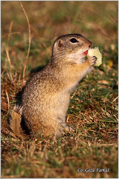 407_souslik.jpg - Souslik, Spermophilus citellus, Tekunica,  Mesto - Location: Rusanda, Serbia