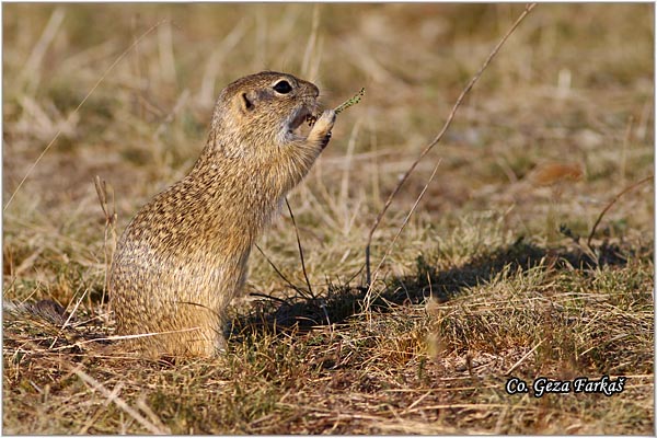 409_souslik.jpg - Souslik, Spermophilus citellus, Tekunica,  Mesto - Location: Rusanda, Serbia