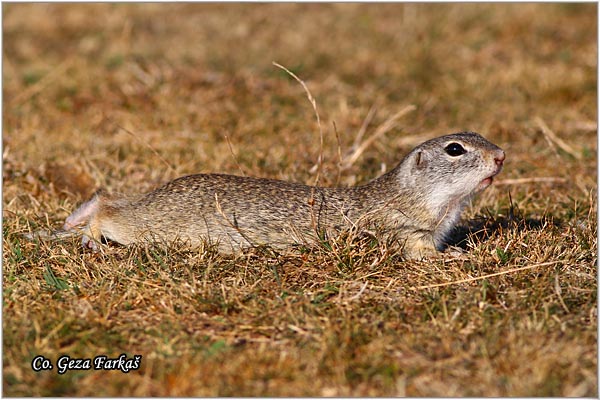 410_souslik.jpg - Souslik, Spermophilus citellus, Tekunica,  Mesto - Location: Rusanda, Serbia