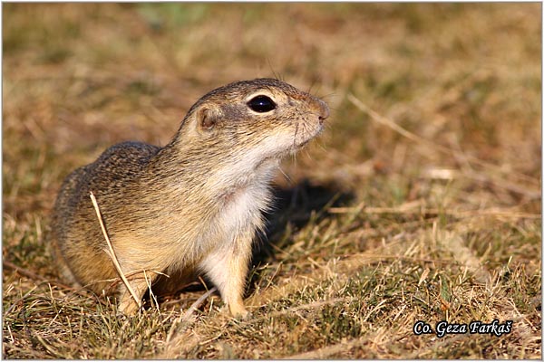 411_souslik.jpg - Souslik, Spermophilus citellus, Tekunica,  Mesto - Location: Rusanda, Serbia