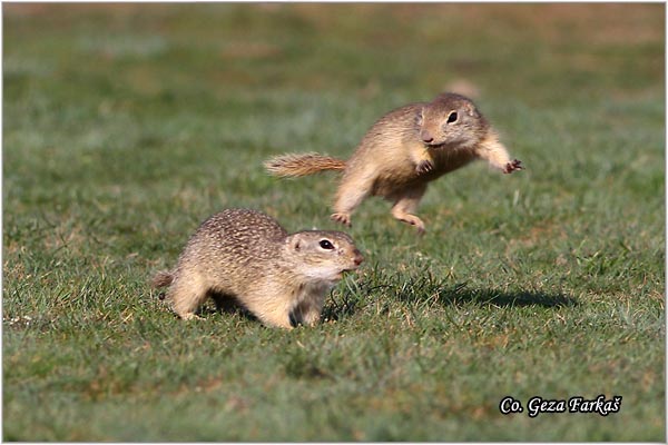 412_souslik.jpg - Souslik, Spermophilus citellus, Tekunica,  Mesto - Location: Rusanda, Serbia