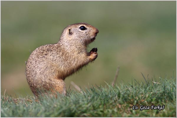 413_souslik.jpg - Souslik, Spermophilus citellus, Tekunica,  Mesto - Location: Rusanda, Serbia