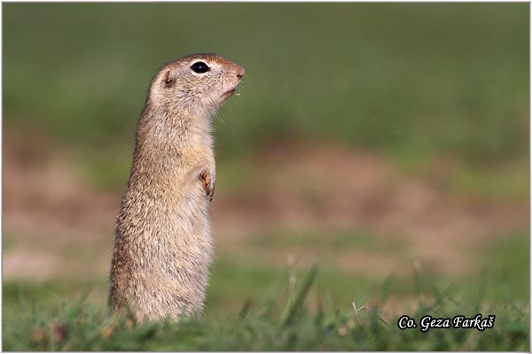 414_souslik.jpg - Souslik, Spermophilus citellus, Tekunica,  Mesto - Location: Rusanda, Serbia