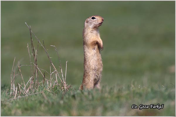 415_souslik.jpg - Souslik, Spermophilus citellus, Tekunica,  Mesto - Location: Rusanda, Serbia