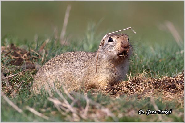 416_souslik.jpg - Souslik, Spermophilus citellus, Tekunica,  Mesto - Location: Rusanda, Serbia