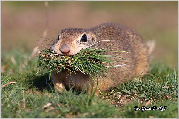 417_souslik.jpg - Souslik, Spermophilus citellus, Tekunica,  Mesto - Location: Rusanda, Serbia