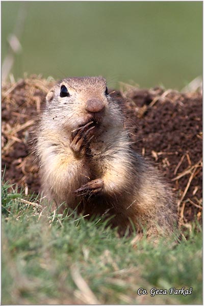 419_souslik.jpg - Souslik, Spermophilus citellus, Tekunica,  Mesto - Location: Rusanda, Serbia