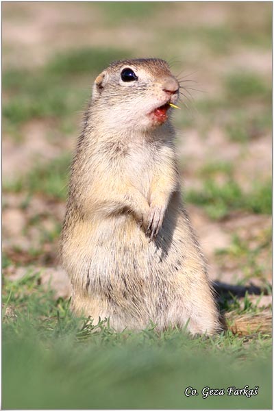 420_souslik.jpg - Souslik, Spermophilus citellus, Tekunica,  Mesto - Location: Rusanda, Serbia