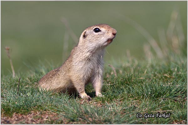 421_souslik.jpg - Souslik, Spermophilus citellus, Tekunica,  Mesto - Location: Rusanda, Serbia