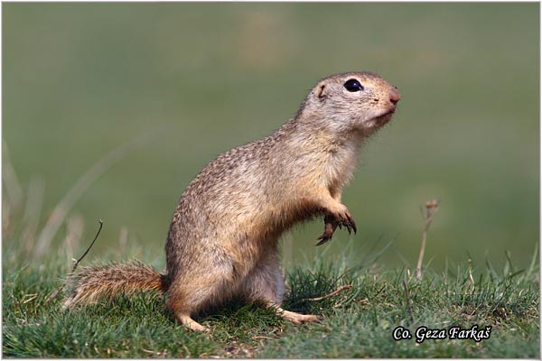 423_souslik.jpg - Souslik, Spermophilus citellus, Tekunica,  Mesto - Location: Rusanda, Serbia