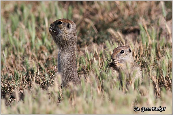 424_souslik.jpg - Souslik, Spermophilus citellus, Tekunica,  Mesto - Location: Rusanda, Serbia