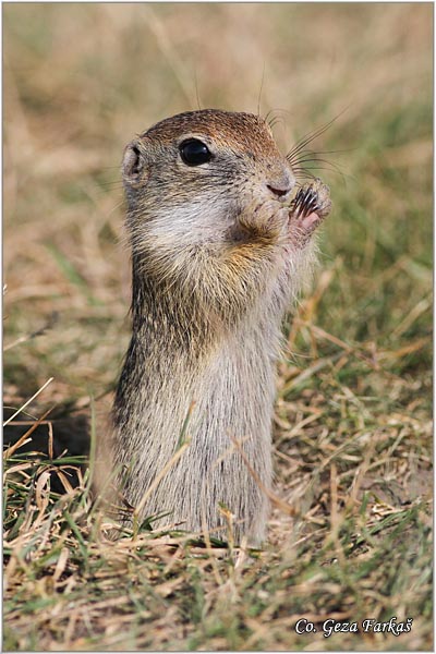 425_souslik.jpg - Souslik, Spermophilus citellus, Tekunica,  Mesto - Location: Rusanda, Serbia