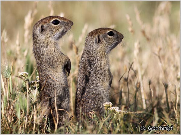 426_souslik.jpg - Souslik, Spermophilus citellus, Tekunica,  Mesto - Location: Rusanda, Serbia