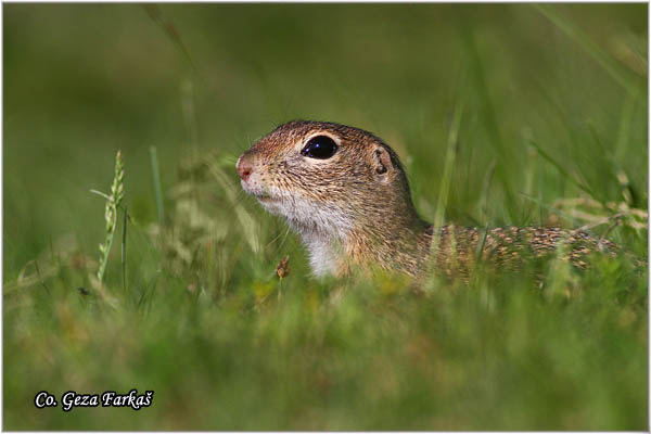 427_souslik.jpg - Souslik, Spermophilus citellus, Tekunica,  Mesto - Location: Deliblatska peÅ¡Äara, Serbia