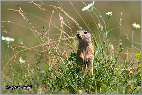 428_souslik.jpg - Souslik, Spermophilus citellus, Tekunica,  Mesto - Location: Dubovacki rit, Serbia