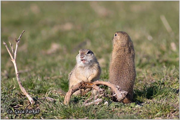 429_souslik.jpg - Souslik, Spermophilus citellus, Tekunica,  Mesto - Location: Elemir, Serbia