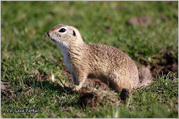 430_souslik.jpg - Souslik, Spermophilus citellus, Tekunica,  Mesto - Location: Elemir, Serbia